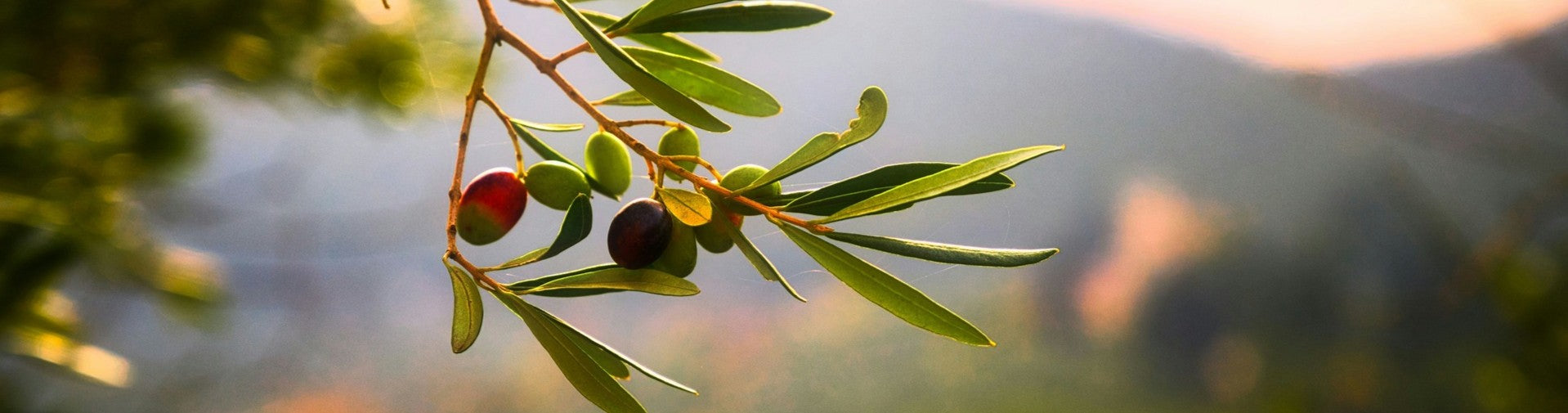 Olive tree at sunrise